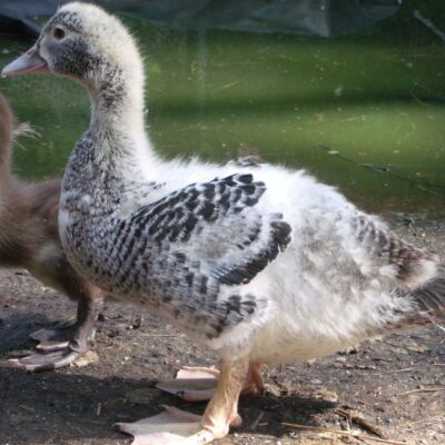 One Month Old Live Duck Chicks