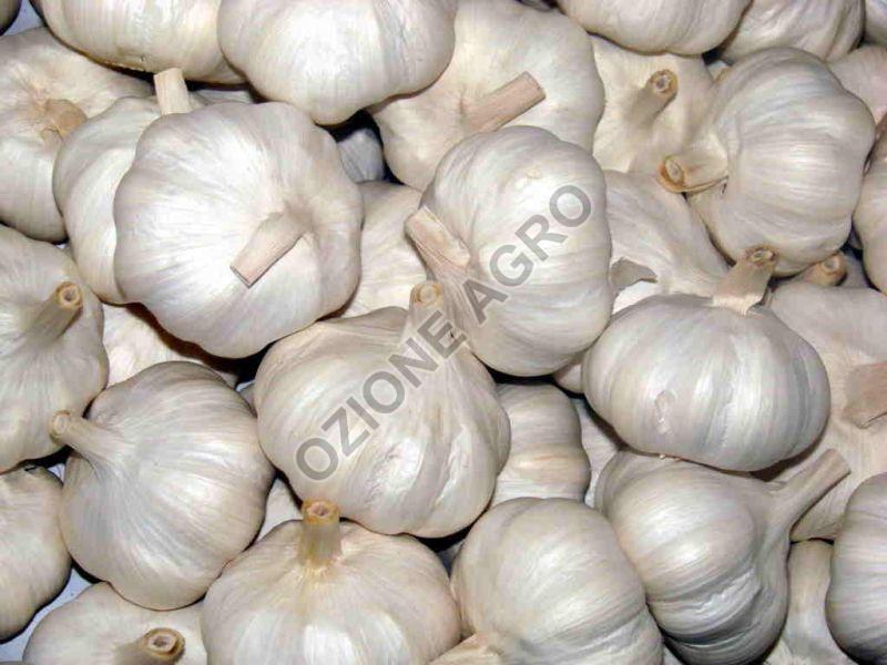 Fresh Garlic