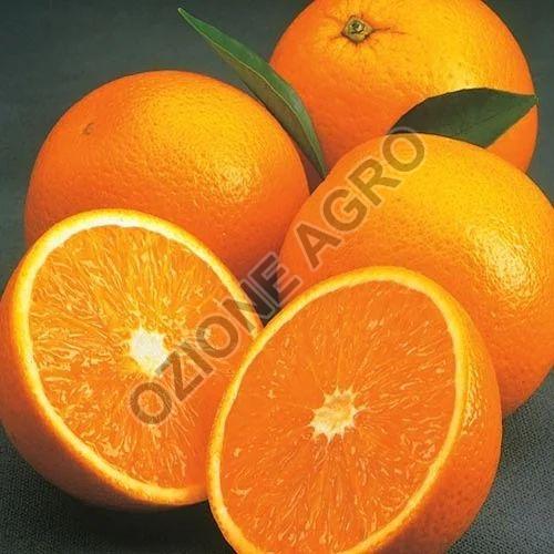 Fresh Valencia Orange