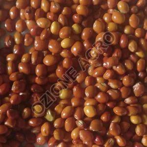 Pigeon Pea Seeds