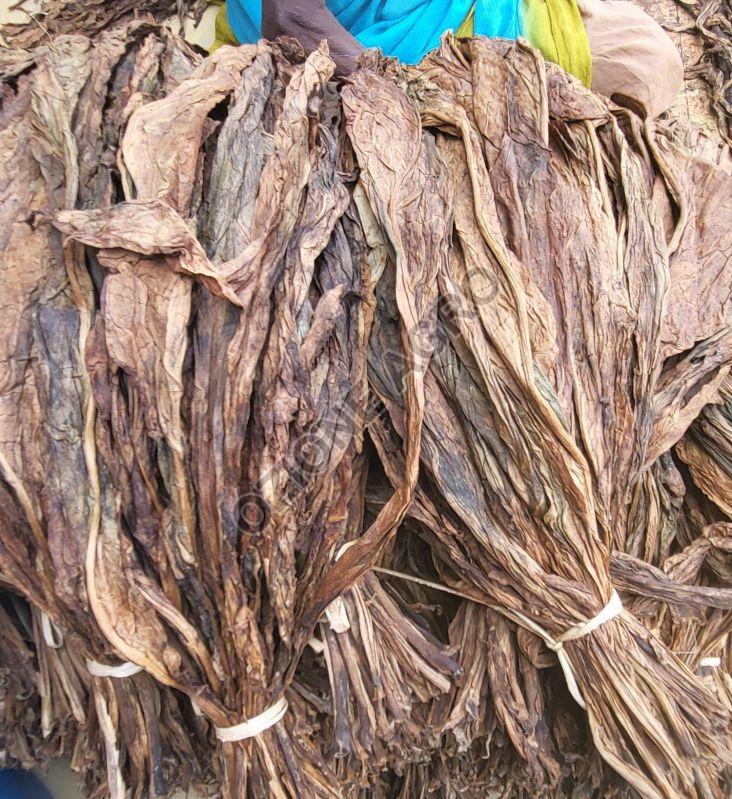 Raw Tobacco Leaves