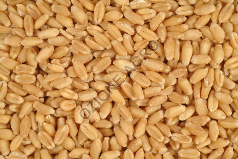 Wheat Grain