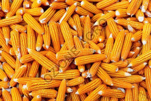 Yellow Corn