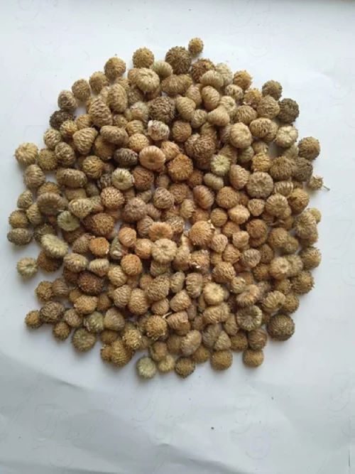 Akarkara Seeds
