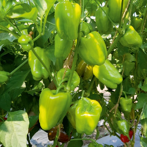 F1-Kanak Capsicum Seeds