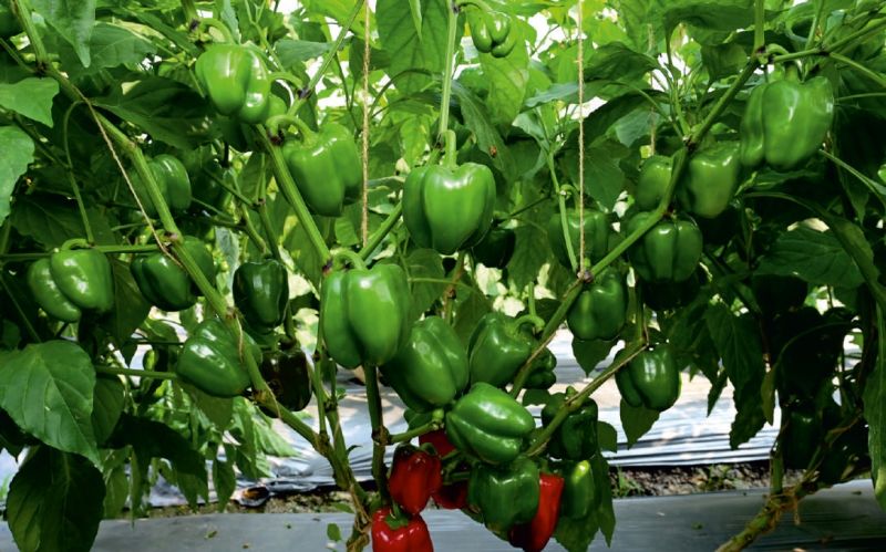 Capsicum Seeds