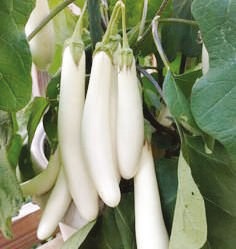 F1-Shiva Brinjal Seeds