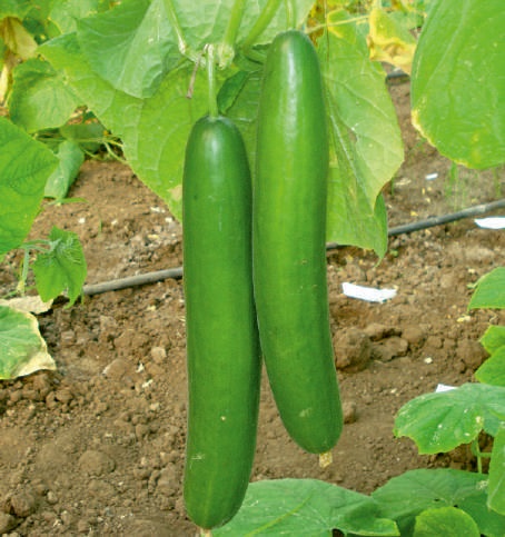 F1-SSB 472 Cucumber Seeds