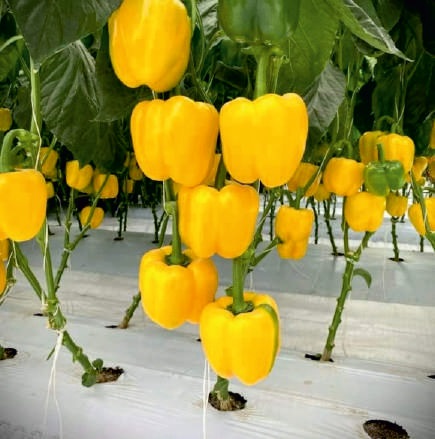 F1-Yellow King Capsicum Seeds