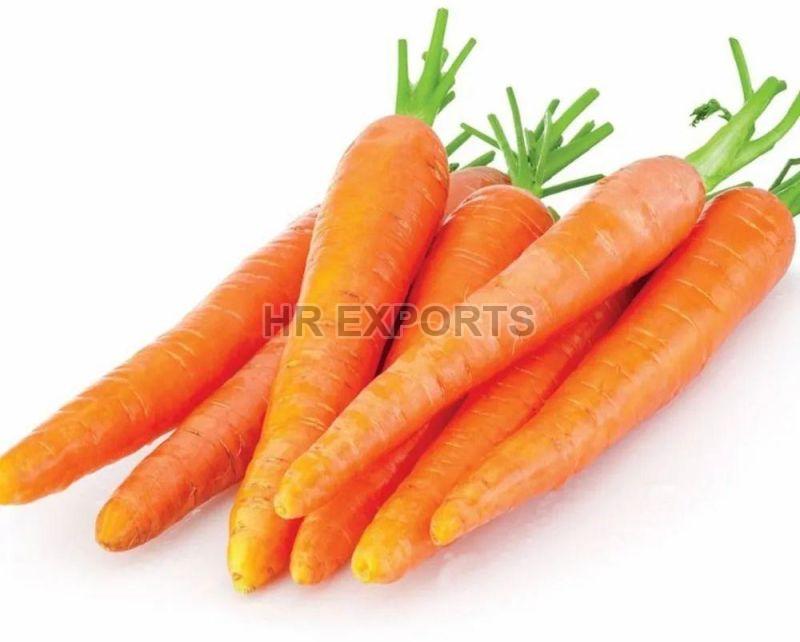 Fresh Carrot