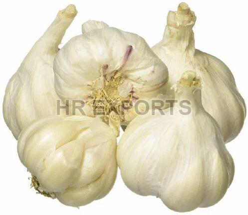 Fresh Garlic