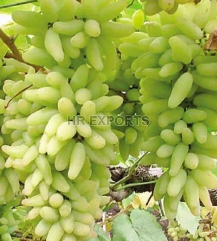 Fresh Green Grapes