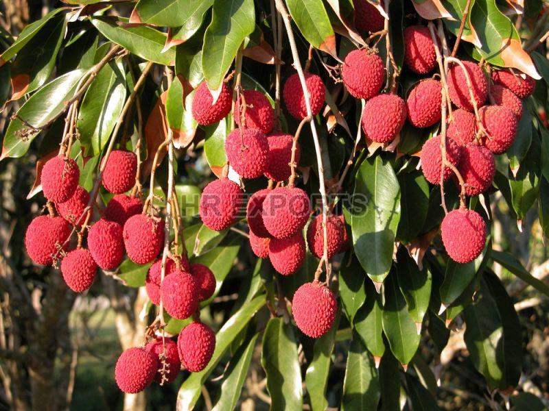 Fresh Lychee