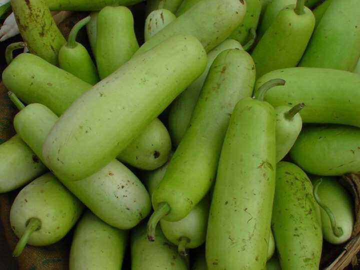 Fresh Bottle Gourd