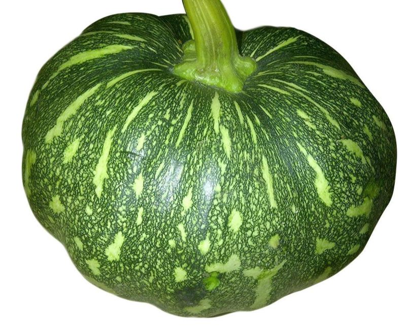 Fresh Green Pumpkin