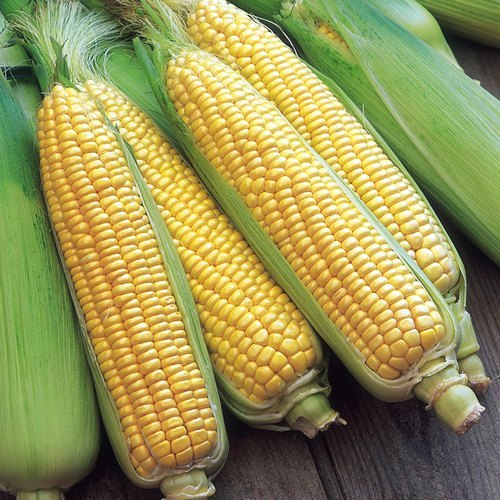 Fresh Sweet Corn