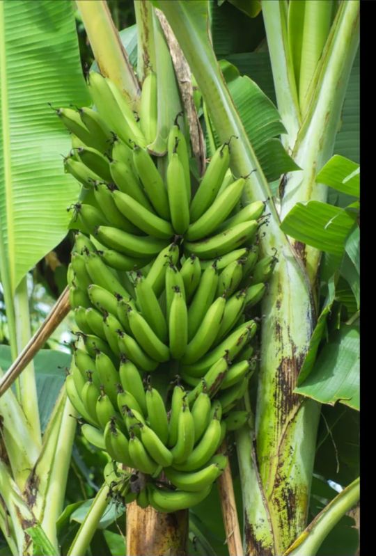 A Grade Fresh Green Banana