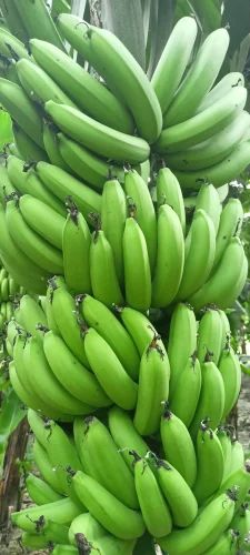 Natural Green Banana