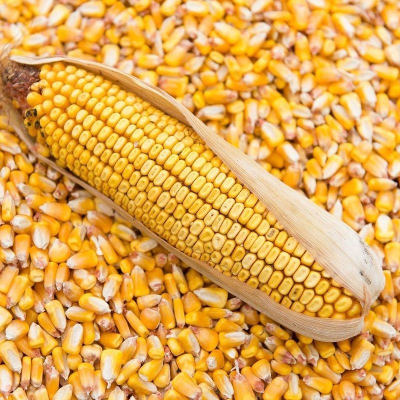 A Grade Yellow Maize