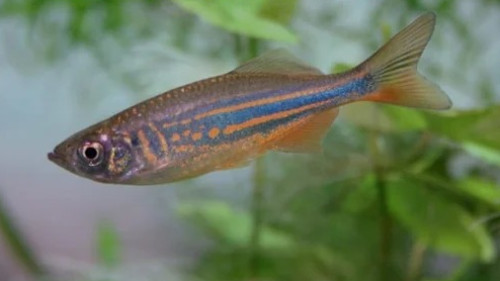 Gint Danio Aquarium Fish