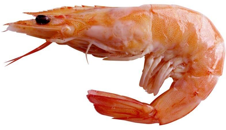 Flower Shrimp