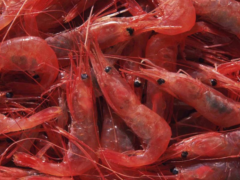 Pink Shrimp