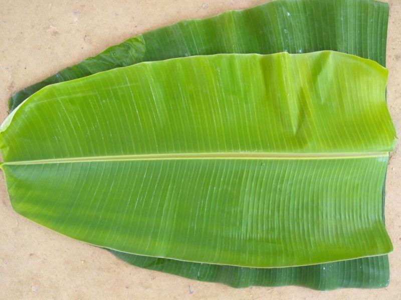 Fresh Banana Leaf