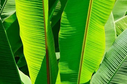 Green Banana Leaf