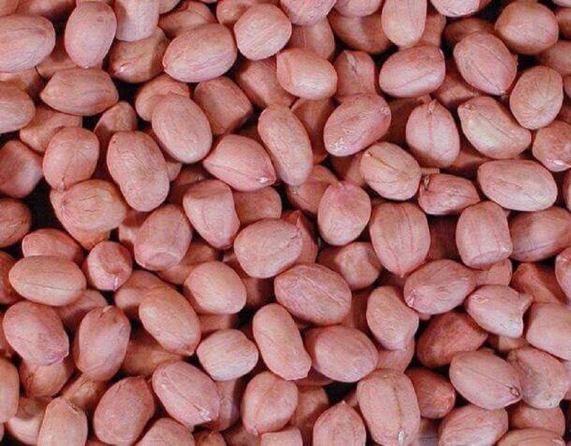 Bold Groundnut Seeds