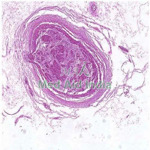 Histology Slide Stomach