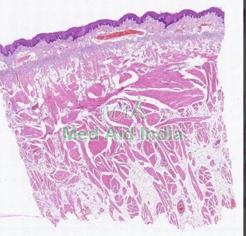 Human Histology Prepared Microscopic Glass Slide