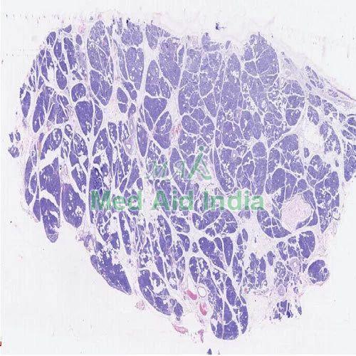 Pancreas Histology Slide