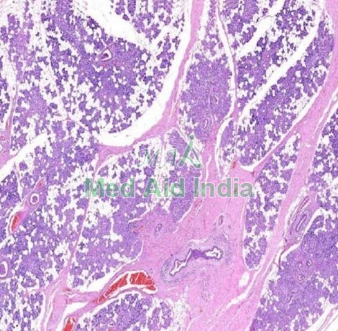 Parotid Gland Oral Histology Prepared Slide