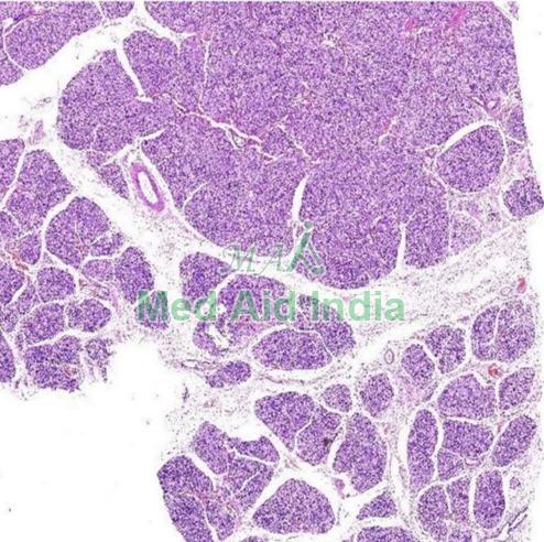 Seromucinous Salivary Gland Histology Slide