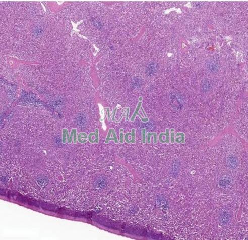 Spleen Histology Slide - Manufacturer Exporter Supplier from Noida India