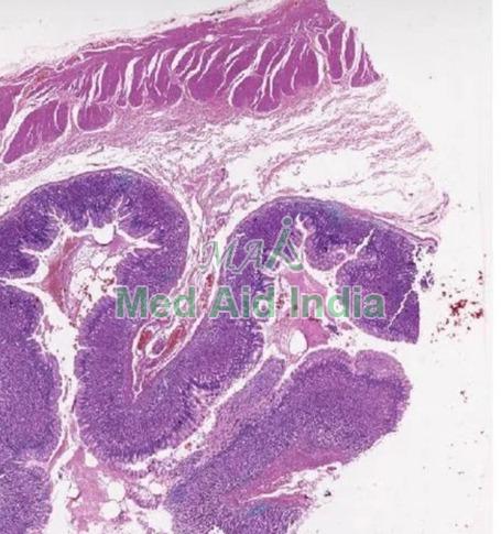 Stomach Histology Slide