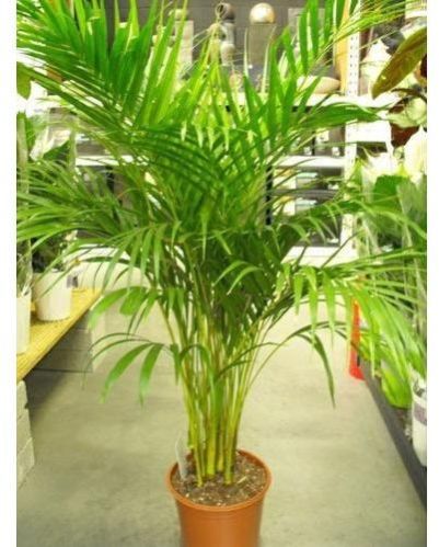Areca Palm Tree
