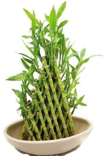 Bamboo Plant