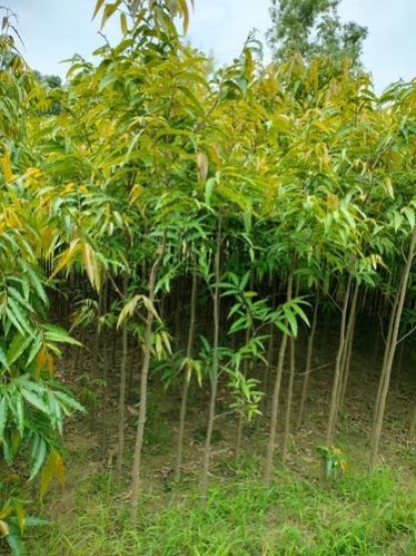 Forestry Plant