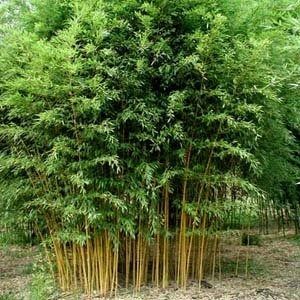 Golden Bamboo Plant