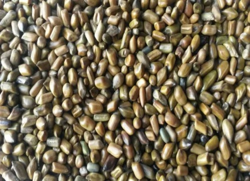 Cassia Tora Semen Seeds