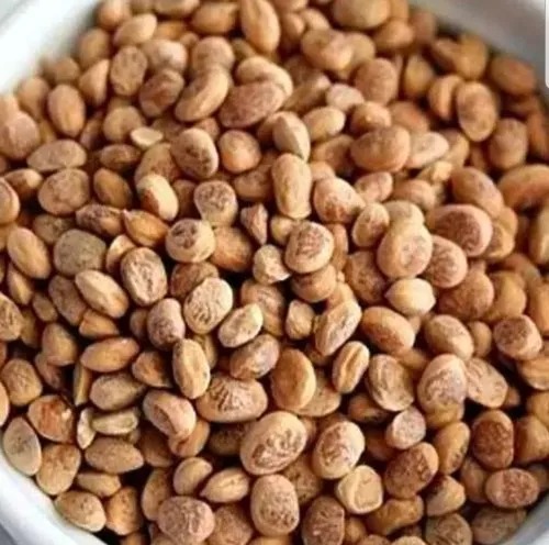 Charoli Seeds