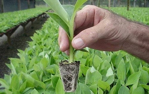 Banana Tissue Culture Plants