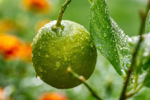 Lemon Plants