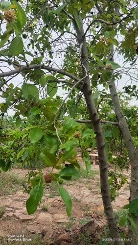 Mitragyna Parvifolia Plants