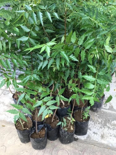 Neem Plants