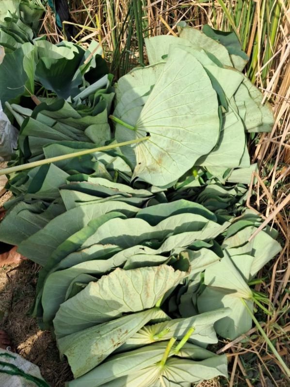Lotus Leaf
