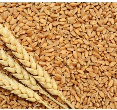 Wheat Grains