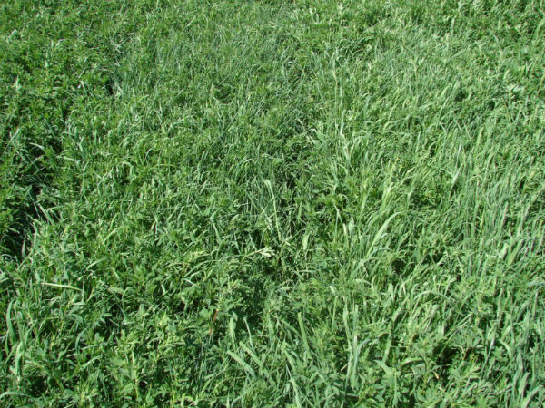 Alfalfa Grass