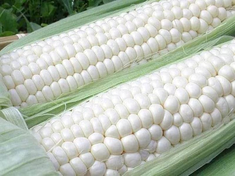 Indian Fresh White Corn